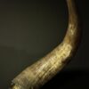 Gemetalliseerde schedel van een Watusi stier