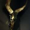 Gemetalliseerde schedel van een Watusi stier