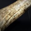 Gemetalliseerde schedel van een Watusi stier