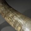 Gemetalliseerde schedel van een Watusi stier
