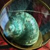 Vergrootglas voor entomologen