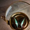 Vergrootglas voor entomologen