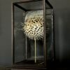 Glazen vitrinekastje met  kogelvis