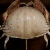 Krab op sokkel.