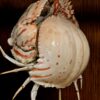 Krab op sokkel.