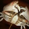 Krab op sokkel.