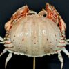 Krab op sokkel.