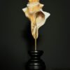 Schelp op houten sokkel