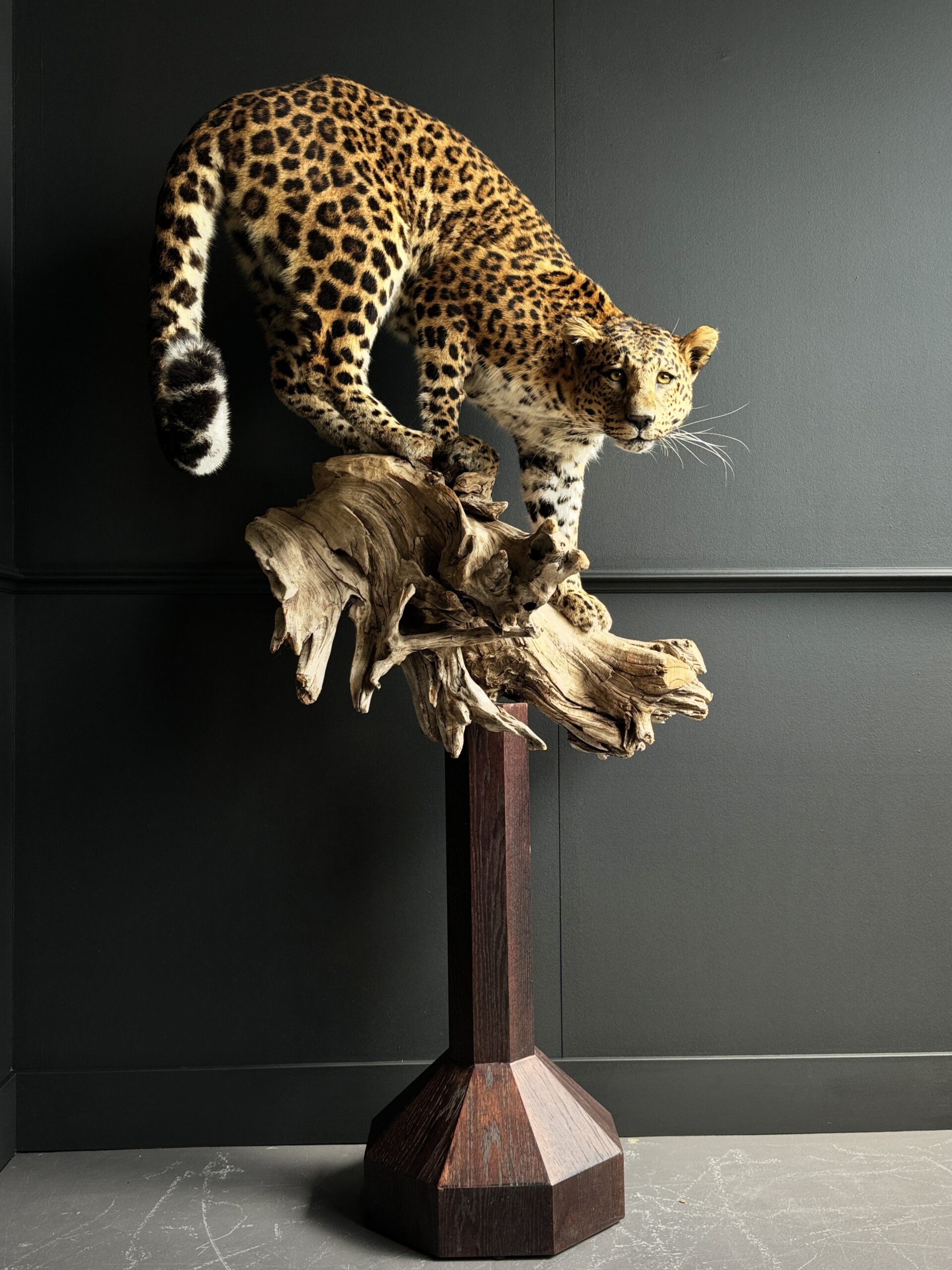 Opgezet Chinees luipaard (Panthera Pardus)