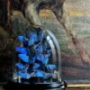 Luxe antieke stolp met Morpho Adonis