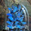 Luxe antieke stolp met Morpho Adonis Luxe antieke stolp met Morpho Adonis
