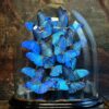 Luxe antieke stolp met Morpho Adonis Luxe antieke stolp met Morpho Adonis