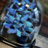 Luxe antieke stolp met Morpho Adonis Luxe antieke stolp met Morpho Adonis
