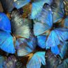 Luxe antieke stolp met Morpho Adonis Luxe antieke stolp met Morpho Adonis