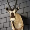 Opgezette kop van een Oryx Opgezette kop van een Oryx