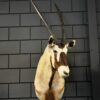 Opgezette kop van een Oryx Opgezette kop van een Oryx