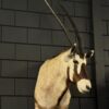 Opgezette kop van een Oryx Opgezette kop van een Oryx