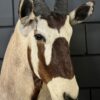 Opgezette kop van een Oryx Opgezette kop van een Oryx