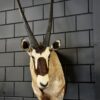 Opgezette kop van een Oryx Opgezette kop van een Oryx