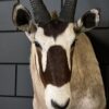 Opgezette kop van een Oryx Opgezette kop van een Oryx