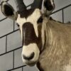 Opgezette kop van een Oryx Opgezette kop van een Oryx