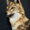 Opgezette goudjakhals Opgezette goudjakhals