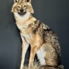 Opgezette goudjakhals Opgezette goudjakhals