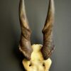 Schedel van een elandantilope