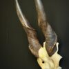 Schedel van een elandantilope