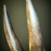 Schedel van een elandantilope