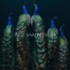 Kunstfoto "WE'VE GOT YOUR BACK"