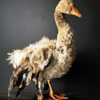 Opgezette gans