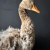 Opgezette gans