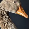 Opgezette gans