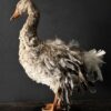 Opgezette gans
