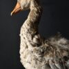 Opgezette gans