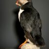 Opgezette papegaaiduiker