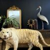 Opgezette witte tijger Opgezette witte tijger