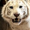 Opgezette witte tijger Opgezette witte tijger