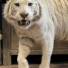 Opgezette witte tijger Opgezette witte tijger