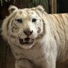 Opgezette witte tijger Opgezette witte tijger