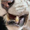 Opgezette witte tijger Opgezette witte tijger