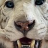 Opgezette witte tijger Opgezette witte tijger