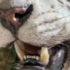 Opgezette witte tijger Opgezette witte tijger