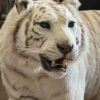 Opgezette witte tijger Opgezette witte tijger