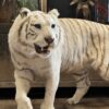Opgezette witte tijger Opgezette witte tijger