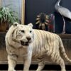 Opgezette witte tijger Opgezette witte tijger