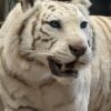 Opgezette witte tijger Opgezette witte tijger