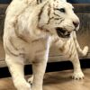 Opgezette witte tijger Opgezette witte tijger