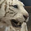 Opgezette witte tijger Opgezette witte tijger
